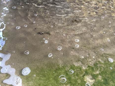 菌藻控制效果-水質清澈見底